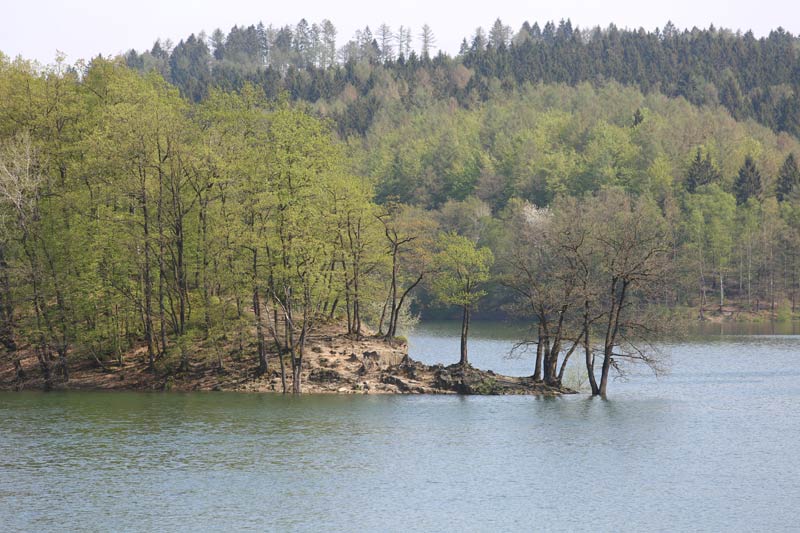 Isländerstute mit Fohlen