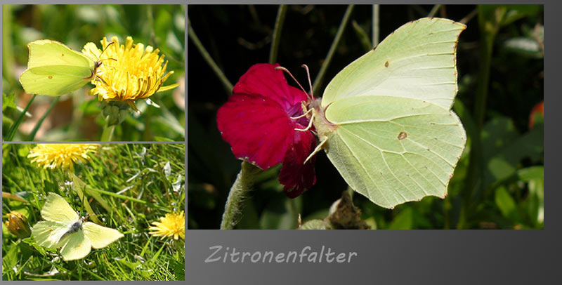 schmetterling